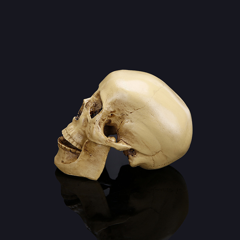 Halloween skull model 2 119249977818.jpg