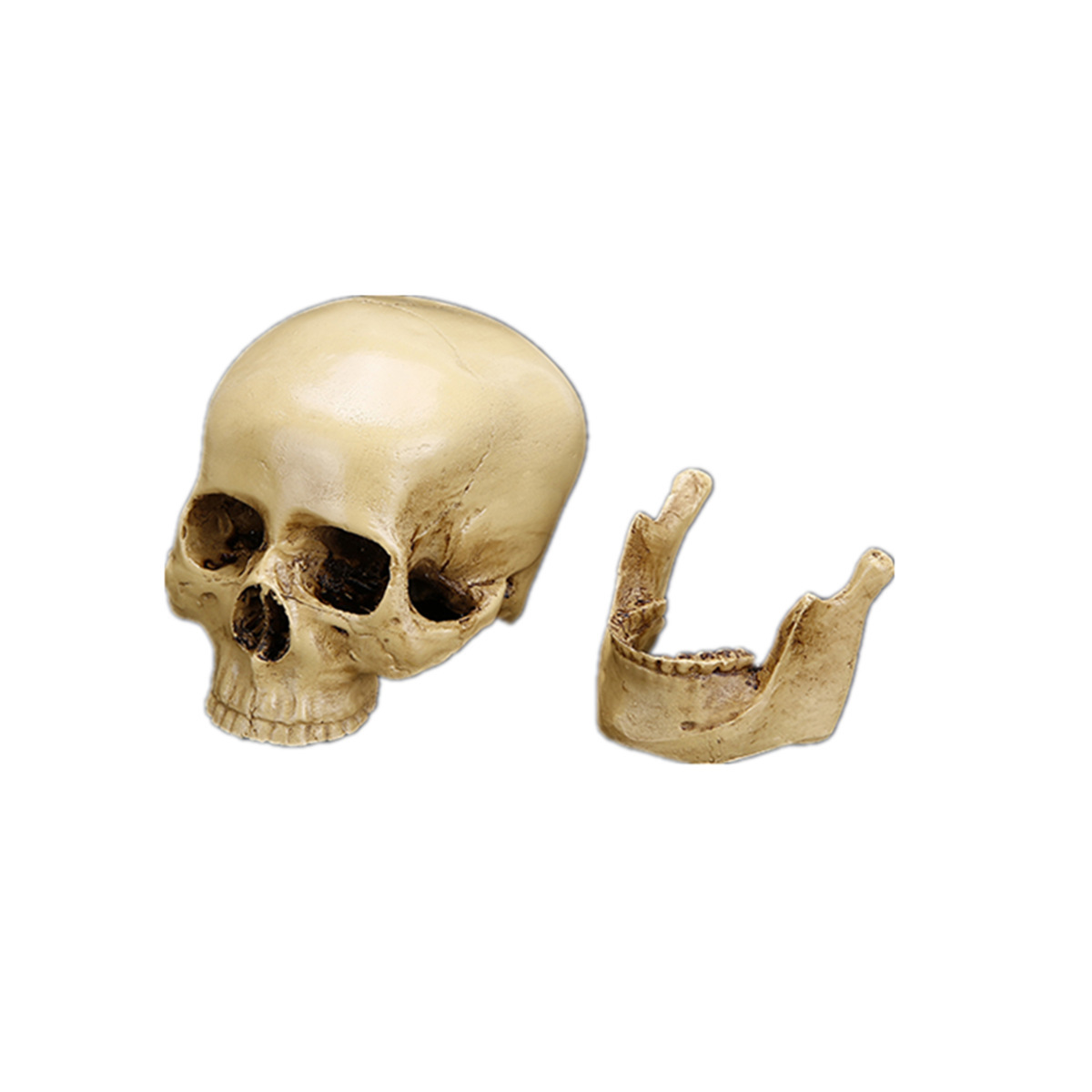 Halloween skull model 6 1546767143233.jpg