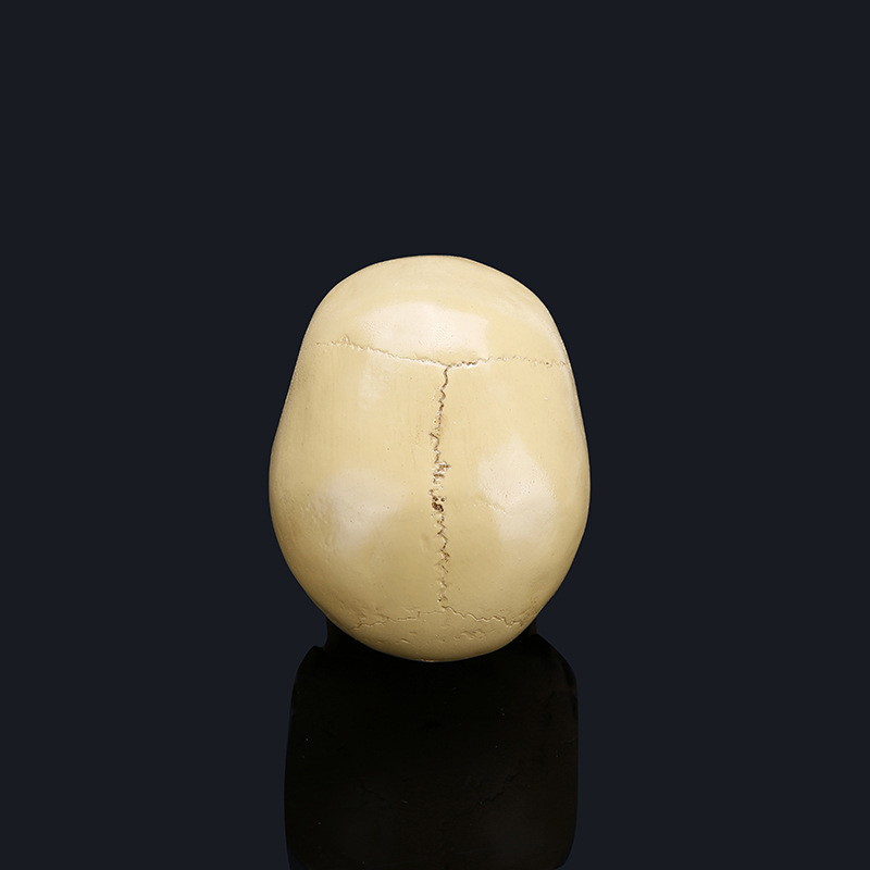 Halloween skull model 4 26072098197127.jpg